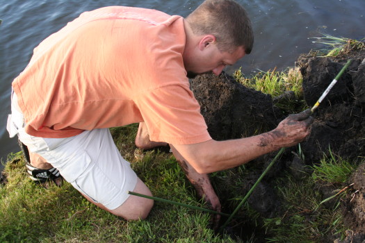 Muskrat that caused major damage removed by SUburban Wildlife Control